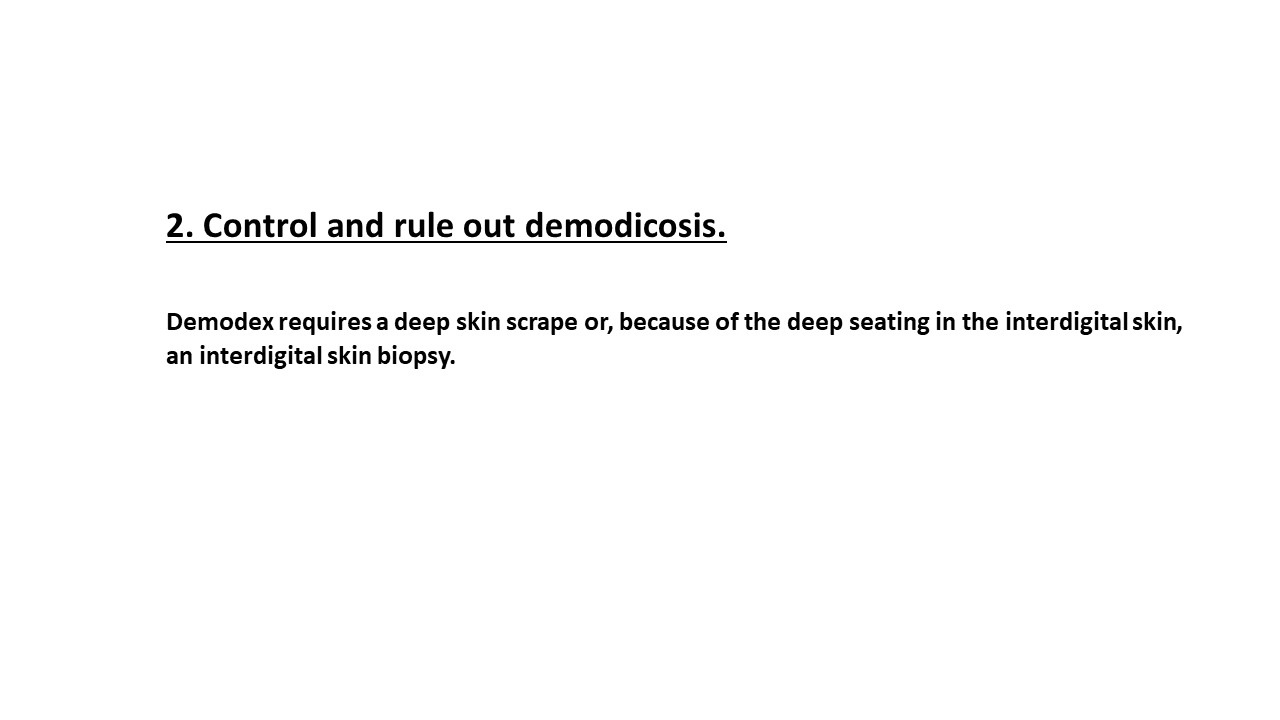 Pruritic_Dog_Webinar_Slide_21.jpg